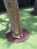 Ganoderma tuberculosum image