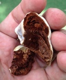 Ganoderma tuberculosum image
