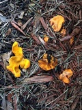 Glaziella aurantiaca image