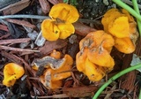 Glaziella aurantiaca image