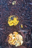 Glaziella aurantiaca image