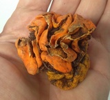 Glaziella aurantiaca image