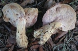 Tylopilus minor image