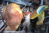Boletus luridellus image