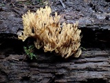 Ramaria myceliosa image