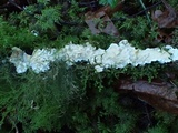 Byssomerulius corium image
