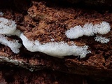 Ceratiomyxa fruticulosa var. fruticulosa image