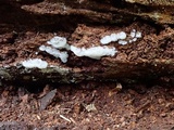 Ceratiomyxa fruticulosa var. fruticulosa image