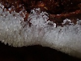 Ceratiomyxa fruticulosa var. fruticulosa image
