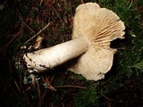 Tricholoma pardinum image