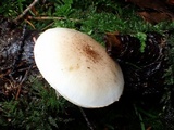 Pholiota decorata image