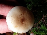 Pholiota decorata image