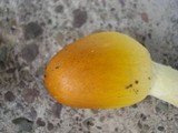 Amanita banningiana image