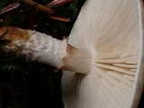 Pholiota decorata image