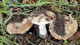 Leucoagaricus amanitoides image