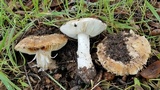 Leucoagaricus amanitoides image