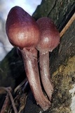 Mycena purpureofusca image