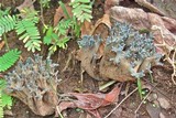 Ramaria cyanocephala image