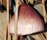 Mycena purpureofusca image