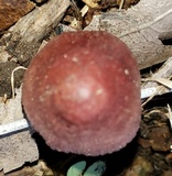 Mycena purpureofusca image