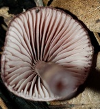 Mycena purpureofusca image