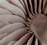 Mycena purpureofusca image