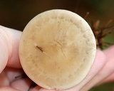 Ampulloclitocybe clavipes image