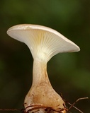 Ampulloclitocybe clavipes image