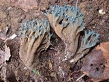 Ramaria cyanocephala image