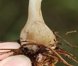 Ampulloclitocybe clavipes image