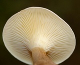Ampulloclitocybe clavipes image