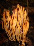 Ramaria cokeri image