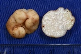 Barssia oregonensis image