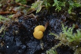 Endogone pisiformis image