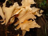 Gomphus pallidus image