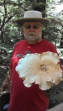 Leucopaxillus giganteus image