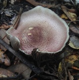 Agaricus rhoadsii image