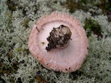 Lactarius torminosus image