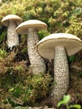 Leccinum versipelle image