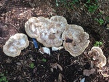 Laetiporus persicinus image