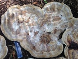 Laetiporus persicinus image