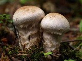 Cortinarius canabarba image