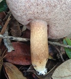 Tylopilus minor image