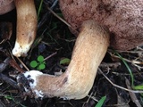 Tylopilus minor image