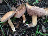 Tylopilus minor image