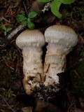 Cortinarius canabarba image