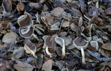 Helvella compressa image