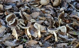 Helvella compressa image