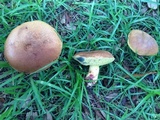 Boletus luridellus image
