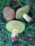 Boletus luridellus image